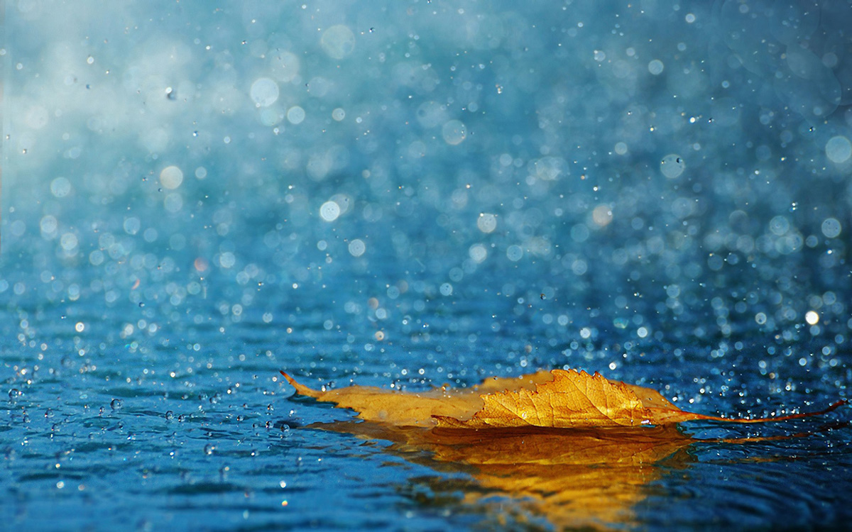 Rain-Drops-Leafs-Android-Wallpaper-High-Resolution